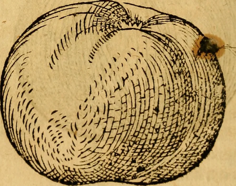 An illustration from Historia novi et admirabilis fontis balneique Bollensis in Ducatu Wirtembergico ad acidulas Goepingenses : mandato illustris. principis ac D.D. Frid. Ducis Vvirtemberg. et Teccensis. Comitis Montisbelig. &c. ac Equ. Ord. Reg. Gall. ad subditorum omniumqu[e] vicinorum & exterorum emolumentum ob vires insignes adornati,, 1598, leaf 445