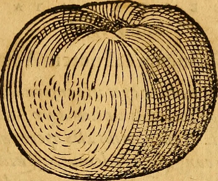 An illustration from Historia novi et admirabilis fontis balneique Bollensis in Ducatu Wirtembergico ad acidulas Goepingenses : mandato illustris. principis ac D.D. Frid. Ducis Vvirtemberg. et Teccensis. Comitis Montisbelig. &c. ac Equ. Ord. Reg. Gall. ad subditorum omniumqu[e] vicinorum & exterorum emolumentum ob vires insignes adornati,, 1598, leaf 446