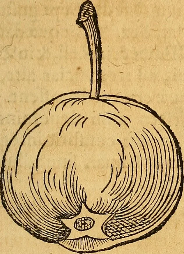 An illustration from Historia novi et admirabilis fontis balneique Bollensis in Ducatu Wirtembergico ad acidulas Goepingenses : mandato illustris. principis ac D.D. Frid. Ducis Vvirtemberg. et Teccensis. Comitis Montisbelig. &c. ac Equ. Ord. Reg. Gall. ad subditorum omniumqu[e] vicinorum & exterorum emolumentum ob vires insignes adornati,, 1598, leaf 448