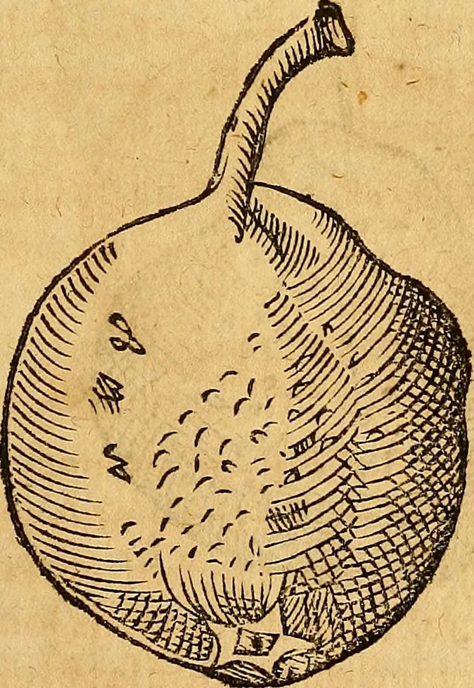 An illustration from Historia novi et admirabilis fontis balneique Bollensis in Ducatu Wirtembergico ad acidulas Goepingenses : mandato illustris. principis ac D.D. Frid. Ducis Vvirtemberg. et Teccensis. Comitis Montisbelig. &c. ac Equ. Ord. Reg. Gall. ad subditorum omniumqu[e] vicinorum & exterorum emolumentum ob vires insignes adornati,, 1598, leaf 448