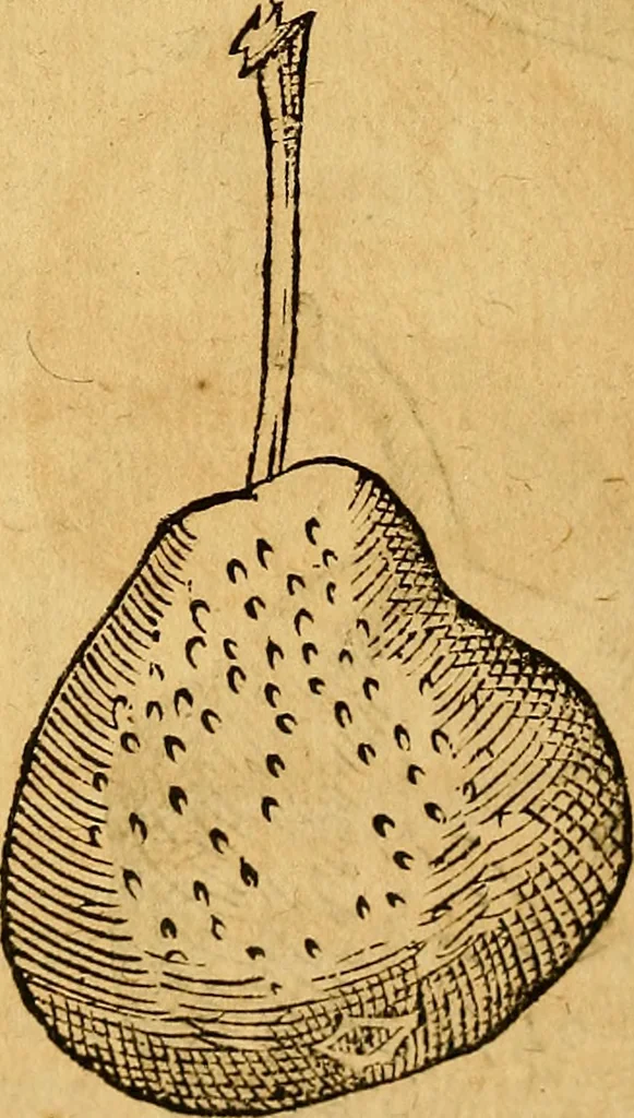 An illustration from Historia novi et admirabilis fontis balneique Bollensis in Ducatu Wirtembergico ad acidulas Goepingenses : mandato illustris. principis ac D.D. Frid. Ducis Vvirtemberg. et Teccensis. Comitis Montisbelig. &c. ac Equ. Ord. Reg. Gall. ad subditorum omniumqu[e] vicinorum & exterorum emolumentum ob vires insignes adornati,, 1598, leaf 449