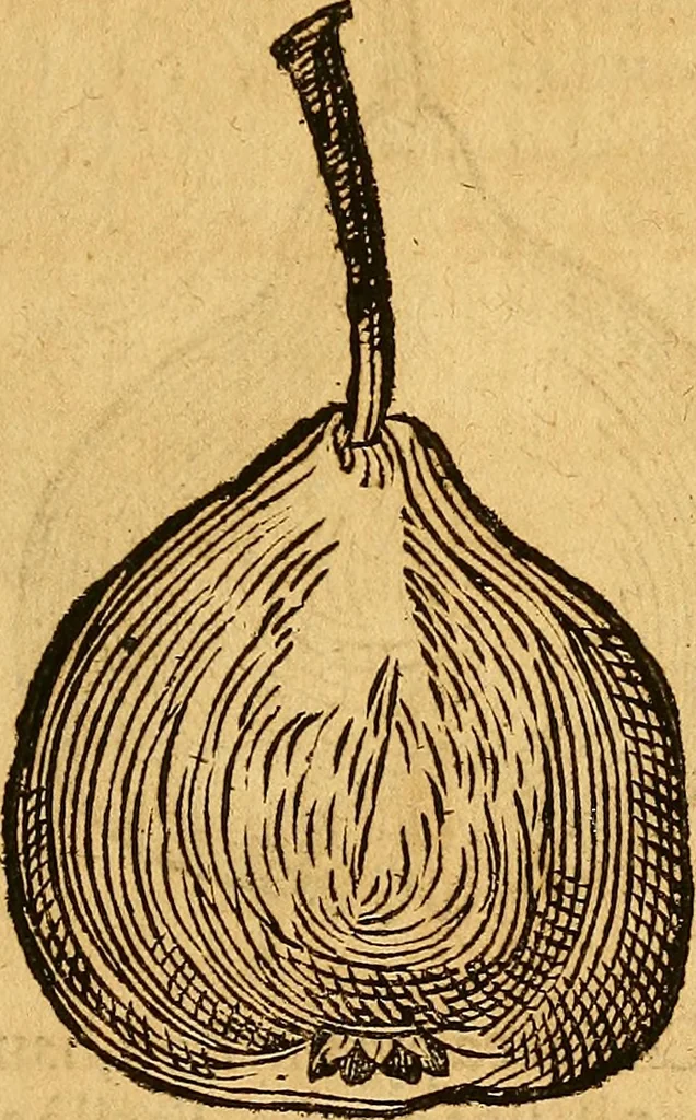 An illustration from Historia novi et admirabilis fontis balneique Bollensis in Ducatu Wirtembergico ad acidulas Goepingenses : mandato illustris. principis ac D.D. Frid. Ducis Vvirtemberg. et Teccensis. Comitis Montisbelig. &c. ac Equ. Ord. Reg. Gall. ad subditorum omniumqu[e] vicinorum & exterorum emolumentum ob vires insignes adornati,, 1598, leaf 450