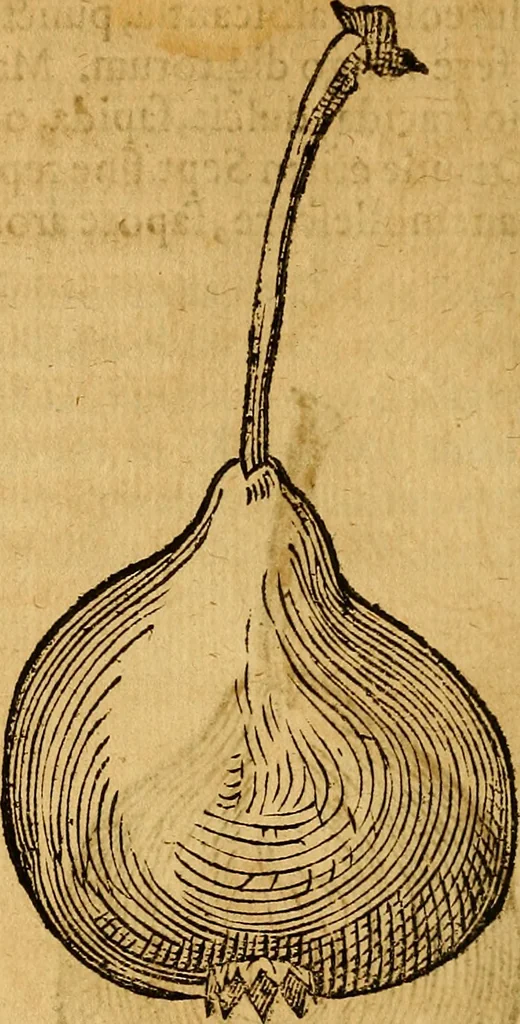 An illustration from Historia novi et admirabilis fontis balneique Bollensis in Ducatu Wirtembergico ad acidulas Goepingenses : mandato illustris. principis ac D.D. Frid. Ducis Vvirtemberg. et Teccensis. Comitis Montisbelig. &c. ac Equ. Ord. Reg. Gall. ad subditorum omniumqu[e] vicinorum & exterorum emolumentum ob vires insignes adornati,, 1598, leaf 451