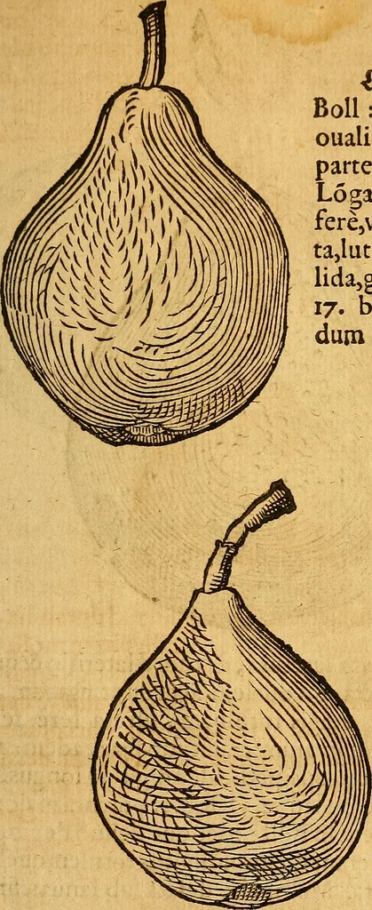 An illustration from Historia novi et admirabilis fontis balneique Bollensis in Ducatu Wirtembergico ad acidulas Goepingenses : mandato illustris. principis ac D.D. Frid. Ducis Vvirtemberg. et Teccensis. Comitis Montisbelig. &c. ac Equ. Ord. Reg. Gall. ad subditorum omniumqu[e] vicinorum & exterorum emolumentum ob vires insignes adornati,, 1598, leaf 452
