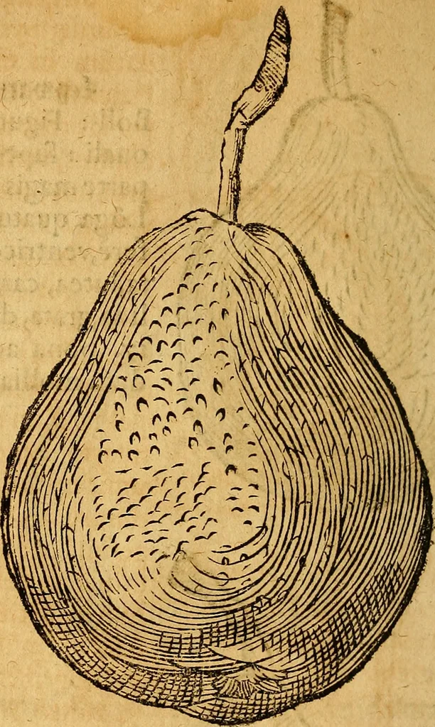 An illustration from Historia novi et admirabilis fontis balneique Bollensis in Ducatu Wirtembergico ad acidulas Goepingenses : mandato illustris. principis ac D.D. Frid. Ducis Vvirtemberg. et Teccensis. Comitis Montisbelig. &c. ac Equ. Ord. Reg. Gall. ad subditorum omniumqu[e] vicinorum & exterorum emolumentum ob vires insignes adornati,, 1598, leaf 453