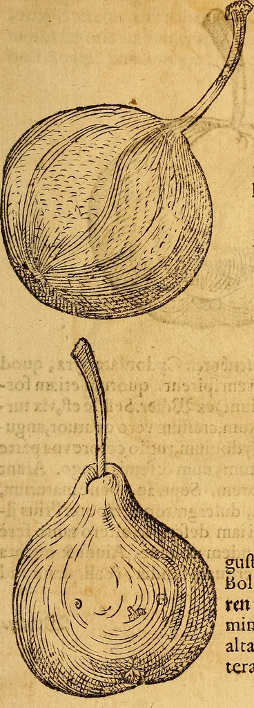 An illustration from Historia novi et admirabilis fontis balneique Bollensis in Ducatu Wirtembergico ad acidulas Goepingenses : mandato illustris. principis ac D.D. Frid. Ducis Vvirtemberg. et Teccensis. Comitis Montisbelig. &c. ac Equ. Ord. Reg. Gall. ad subditorum omniumqu[e] vicinorum & exterorum emolumentum ob vires insignes adornati,, 1598, leaf 454