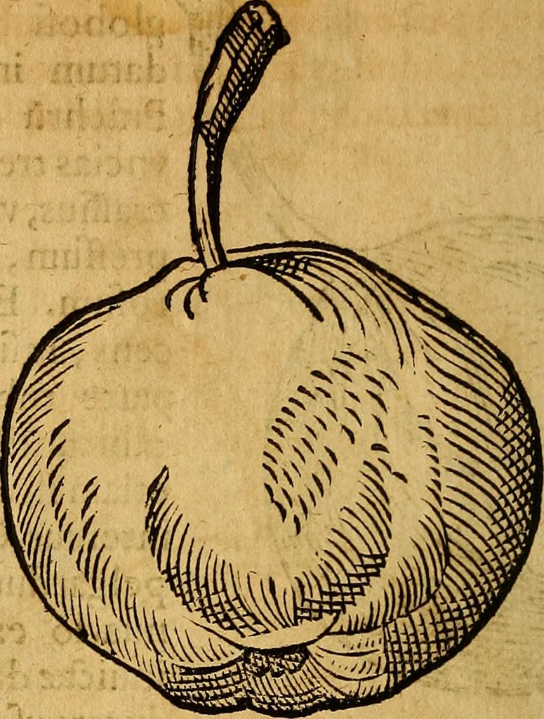 An illustration from Historia novi et admirabilis fontis balneique Bollensis in Ducatu Wirtembergico ad acidulas Goepingenses : mandato illustris. principis ac D.D. Frid. Ducis Vvirtemberg. et Teccensis. Comitis Montisbelig. &c. ac Equ. Ord. Reg. Gall. ad subditorum omniumqu[e] vicinorum & exterorum emolumentum ob vires insignes adornati,, 1598, leaf 455