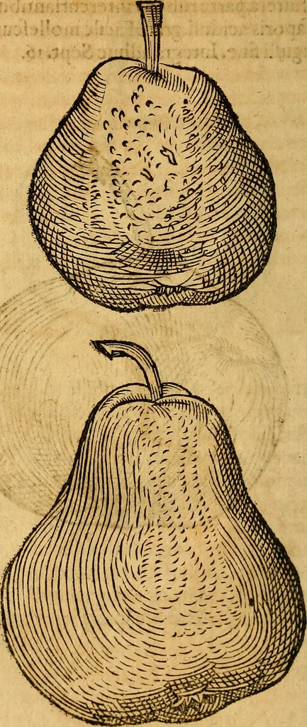 An illustration from Historia novi et admirabilis fontis balneique Bollensis in Ducatu Wirtembergico ad acidulas Goepingenses : mandato illustris. principis ac D.D. Frid. Ducis Vvirtemberg. et Teccensis. Comitis Montisbelig. &c. ac Equ. Ord. Reg. Gall. ad subditorum omniumqu[e] vicinorum & exterorum emolumentum ob vires insignes adornati,, 1598, leaf 457