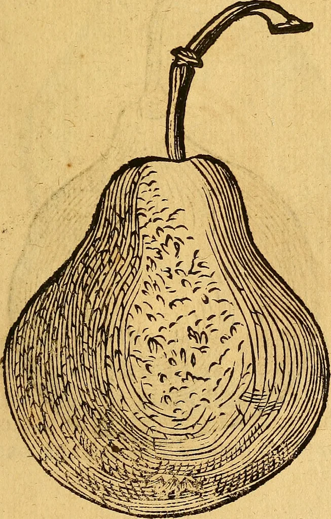 An illustration from Historia novi et admirabilis fontis balneique Bollensis in Ducatu Wirtembergico ad acidulas Goepingenses : mandato illustris. principis ac D.D. Frid. Ducis Vvirtemberg. et Teccensis. Comitis Montisbelig. &c. ac Equ. Ord. Reg. Gall. ad subditorum omniumqu[e] vicinorum & exterorum emolumentum ob vires insignes adornati,, 1598, leaf 458