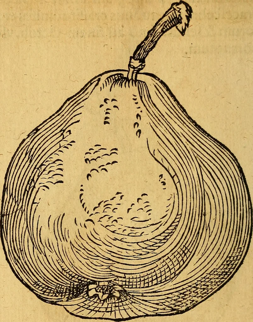 An illustration from Historia novi et admirabilis fontis balneique Bollensis in Ducatu Wirtembergico ad acidulas Goepingenses : mandato illustris. principis ac D.D. Frid. Ducis Vvirtemberg. et Teccensis. Comitis Montisbelig. &c. ac Equ. Ord. Reg. Gall. ad subditorum omniumqu[e] vicinorum & exterorum emolumentum ob vires insignes adornati,, 1598, leaf 465
