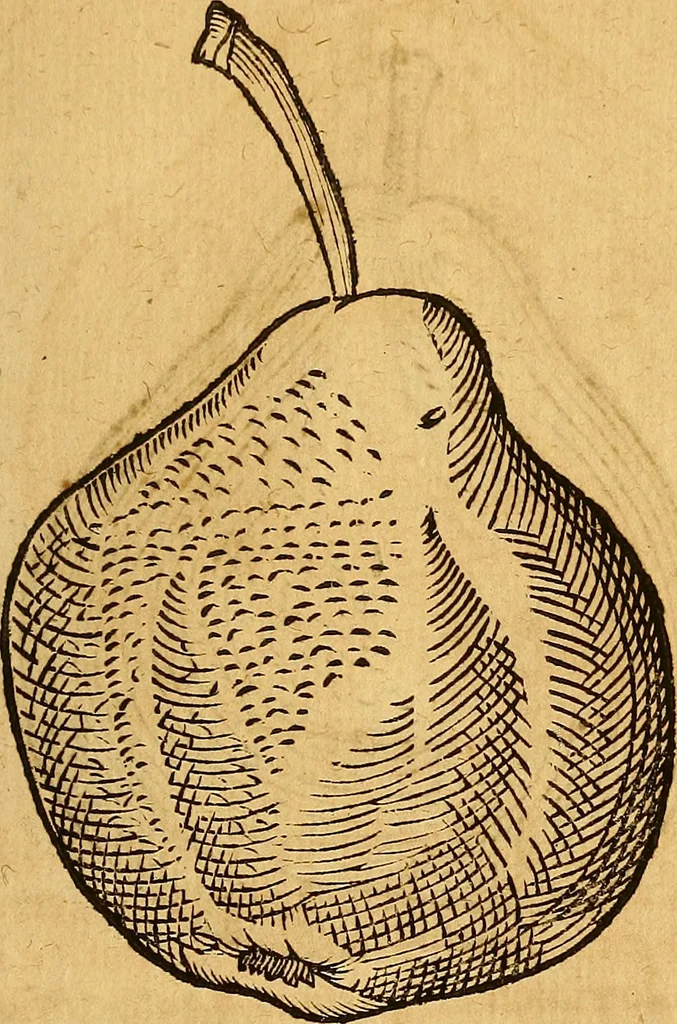 An illustration from Historia novi et admirabilis fontis balneique Bollensis in Ducatu Wirtembergico ad acidulas Goepingenses : mandato illustris. principis ac D.D. Frid. Ducis Vvirtemberg. et Teccensis. Comitis Montisbelig. &c. ac Equ. Ord. Reg. Gall. ad subditorum omniumqu[e] vicinorum & exterorum emolumentum ob vires insignes adornati,, 1598, leaf 466