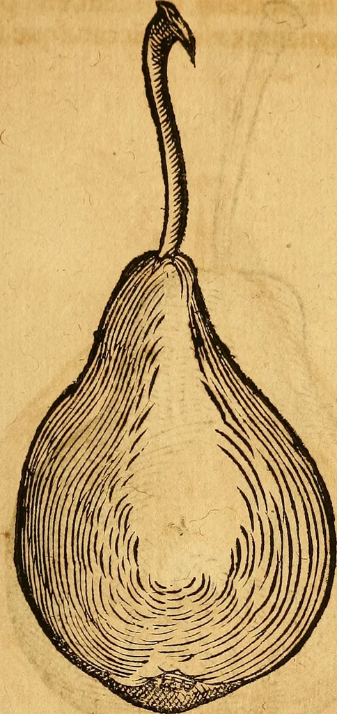 An illustration from Historia novi et admirabilis fontis balneique Bollensis in Ducatu Wirtembergico ad acidulas Goepingenses : mandato illustris. principis ac D.D. Frid. Ducis Vvirtemberg. et Teccensis. Comitis Montisbelig. &c. ac Equ. Ord. Reg. Gall. ad subditorum omniumqu[e] vicinorum & exterorum emolumentum ob vires insignes adornati,, 1598, leaf 468