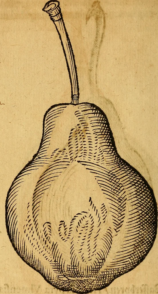 An illustration from Historia novi et admirabilis fontis balneique Bollensis in Ducatu Wirtembergico ad acidulas Goepingenses : mandato illustris. principis ac D.D. Frid. Ducis Vvirtemberg. et Teccensis. Comitis Montisbelig. &c. ac Equ. Ord. Reg. Gall. ad subditorum omniumqu[e] vicinorum & exterorum emolumentum ob vires insignes adornati,, 1598, leaf 469