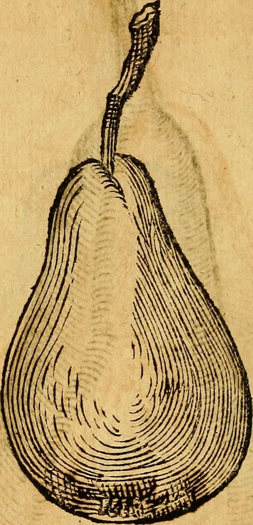 An illustration from Historia novi et admirabilis fontis balneique Bollensis in Ducatu Wirtembergico ad acidulas Goepingenses : mandato illustris. principis ac D.D. Frid. Ducis Vvirtemberg. et Teccensis. Comitis Montisbelig. &c. ac Equ. Ord. Reg. Gall. ad subditorum omniumqu[e] vicinorum & exterorum emolumentum ob vires insignes adornati,, 1598, leaf 471