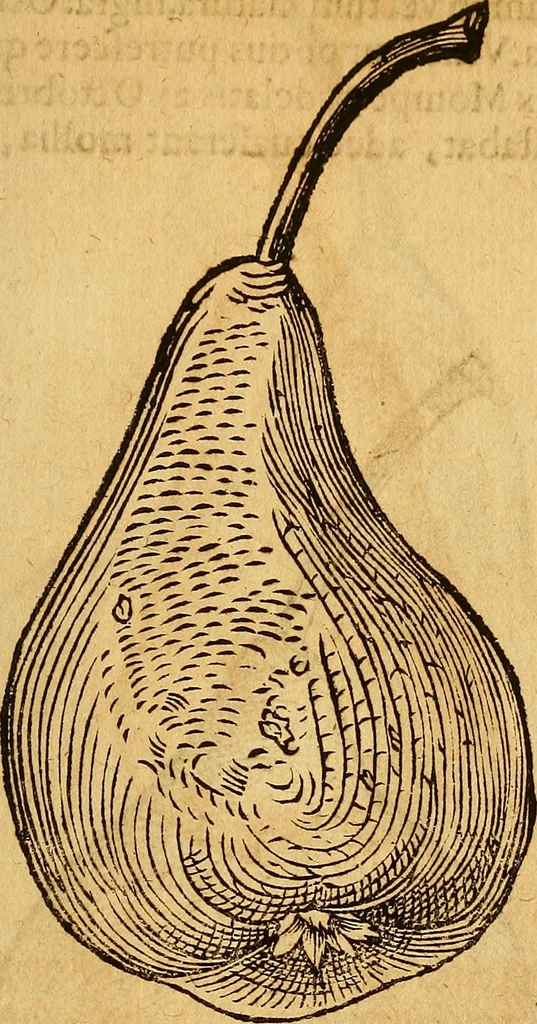 An illustration from Historia novi et admirabilis fontis balneique Bollensis in Ducatu Wirtembergico ad acidulas Goepingenses : mandato illustris. principis ac D.D. Frid. Ducis Vvirtemberg. et Teccensis. Comitis Montisbelig. &c. ac Equ. Ord. Reg. Gall. ad subditorum omniumqu[e] vicinorum & exterorum emolumentum ob vires insignes adornati,, 1598, leaf 472