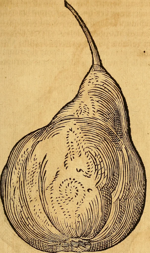 An illustration from Historia novi et admirabilis fontis balneique Bollensis in Ducatu Wirtembergico ad acidulas Goepingenses : mandato illustris. principis ac D.D. Frid. Ducis Vvirtemberg. et Teccensis. Comitis Montisbelig. &c. ac Equ. Ord. Reg. Gall. ad subditorum omniumqu[e] vicinorum & exterorum emolumentum ob vires insignes adornati,, 1598, leaf 474