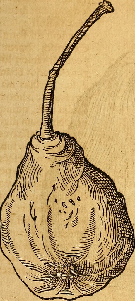 An illustration from Historia novi et admirabilis fontis balneique Bollensis in Ducatu Wirtembergico ad acidulas Goepingenses : mandato illustris. principis ac D.D. Frid. Ducis Vvirtemberg. et Teccensis. Comitis Montisbelig. &c. ac Equ. Ord. Reg. Gall. ad subditorum omniumqu[e] vicinorum & exterorum emolumentum ob vires insignes adornati,, 1598, leaf 478