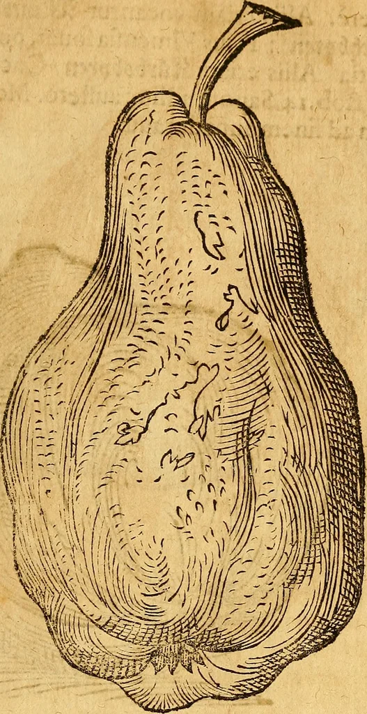 An illustration from Historia novi et admirabilis fontis balneique Bollensis in Ducatu Wirtembergico ad acidulas Goepingenses : mandato illustris. principis ac D.D. Frid. Ducis Vvirtemberg. et Teccensis. Comitis Montisbelig. &c. ac Equ. Ord. Reg. Gall. ad subditorum omniumqu[e] vicinorum & exterorum emolumentum ob vires insignes adornati,, 1598, leaf 480