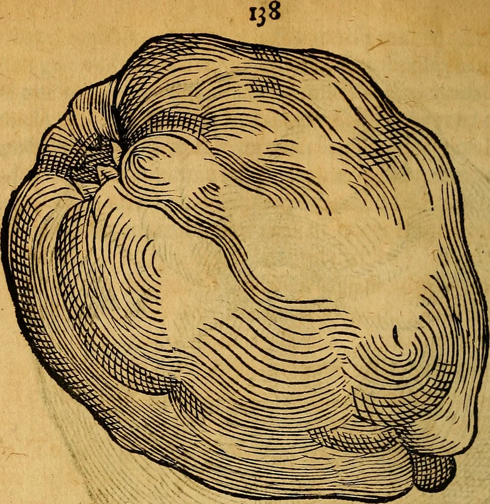 An illustration from Historia novi et admirabilis fontis balneique Bollensis in Ducatu Wirtembergico ad acidulas Goepingenses : mandato illustris. principis ac D.D. Frid. Ducis Vvirtemberg. et Teccensis. Comitis Montisbelig. &c. ac Equ. Ord. Reg. Gall. ad subditorum omniumqu[e] vicinorum & exterorum emolumentum ob vires insignes adornati,, 1598, leaf 483