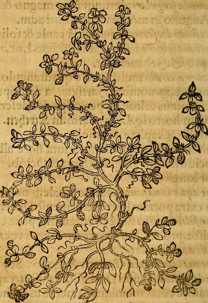 An illustration from Historia novi et admirabilis fontis balneique Bollensis in Ducatu Wirtembergico ad acidulas Goepingenses : mandato illustris. principis ac D.D. Frid. Ducis Vvirtemberg. et Teccensis. Comitis Montisbelig. &c. ac Equ. Ord. Reg. Gall. ad subditorum omniumqu[e] vicinorum & exterorum emolumentum ob vires insignes adornati,, 1598, leaf 539