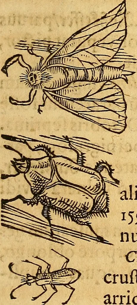 An illustration from Historia novi et admirabilis fontis balneique Bollensis in Ducatu Wirtembergico ad acidulas Goepingenses : mandato illustris. principis ac D.D. Frid. Ducis Vvirtemberg. et Teccensis. Comitis Montisbelig. &c. ac Equ. Ord. Reg. Gall. ad subditorum omniumqu[e] vicinorum & exterorum emolumentum ob vires insignes adornati,, 1598, leaf 556