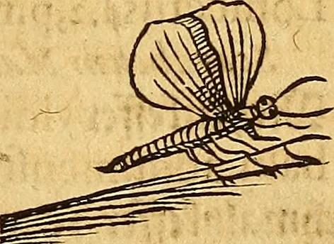 An illustration from Historia novi et admirabilis fontis balneique Bollensis in Ducatu Wirtembergico ad acidulas Goepingenses : mandato illustris. principis ac D.D. Frid. Ducis Vvirtemberg. et Teccensis. Comitis Montisbelig. &c. ac Equ. Ord. Reg. Gall. ad subditorum omniumqu[e] vicinorum & exterorum emolumentum ob vires insignes adornati,, 1598, leaf 556