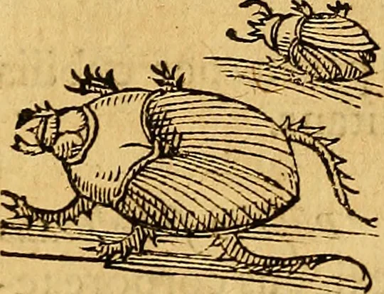 An illustration from Historia novi et admirabilis fontis balneique Bollensis in Ducatu Wirtembergico ad acidulas Goepingenses : mandato illustris. principis ac D.D. Frid. Ducis Vvirtemberg. et Teccensis. Comitis Montisbelig. &c. ac Equ. Ord. Reg. Gall. ad subditorum omniumqu[e] vicinorum & exterorum emolumentum ob vires insignes adornati,, 1598, leaf 557