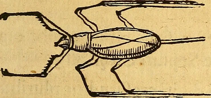 An illustration from Historia novi et admirabilis fontis balneique Bollensis in Ducatu Wirtembergico ad acidulas Goepingenses : mandato illustris. principis ac D.D. Frid. Ducis Vvirtemberg. et Teccensis. Comitis Montisbelig. &c. ac Equ. Ord. Reg. Gall. ad subditorum omniumqu[e] vicinorum & exterorum emolumentum ob vires insignes adornati,, 1598, leaf 558