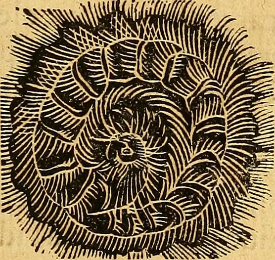 An illustration from Historia novi et admirabilis fontis balneique Bollensis in Ducatu Wirtembergico ad acidulas Goepingenses : mandato illustris. principis ac D.D. Frid. Ducis Vvirtemberg. et Teccensis. Comitis Montisbelig. &c. ac Equ. Ord. Reg. Gall. ad subditorum omniumqu[e] vicinorum & exterorum emolumentum ob vires insignes adornati,, 1598, leaf 558