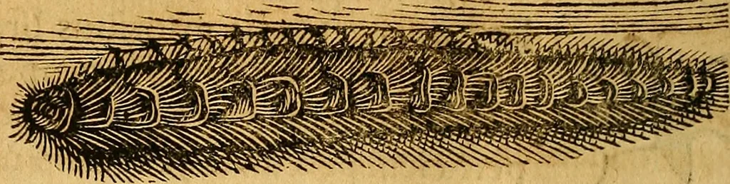 An illustration from Historia novi et admirabilis fontis balneique Bollensis in Ducatu Wirtembergico ad acidulas Goepingenses : mandato illustris. principis ac D.D. Frid. Ducis Vvirtemberg. et Teccensis. Comitis Montisbelig. &c. ac Equ. Ord. Reg. Gall. ad subditorum omniumqu[e] vicinorum & exterorum emolumentum ob vires insignes adornati,, 1598, leaf 559