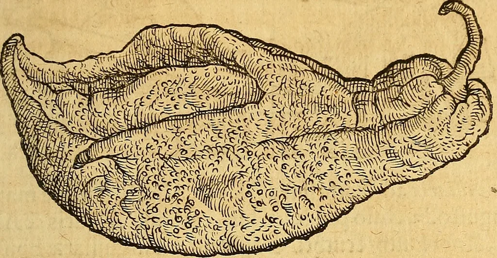 An illustration from Historia novi et admirabilis fontis balneique Bollensis in Ducatu Wirtembergico ad acidulas Goepingenses : mandato illustris. principis ac D.D. Frid. Ducis Vvirtemberg. et Teccensis. Comitis Montisbelig. &c. ac Equ. Ord. Reg. Gall. ad subditorum omniumqu[e] vicinorum & exterorum emolumentum ob vires insignes adornati,, 1598, leaf 568