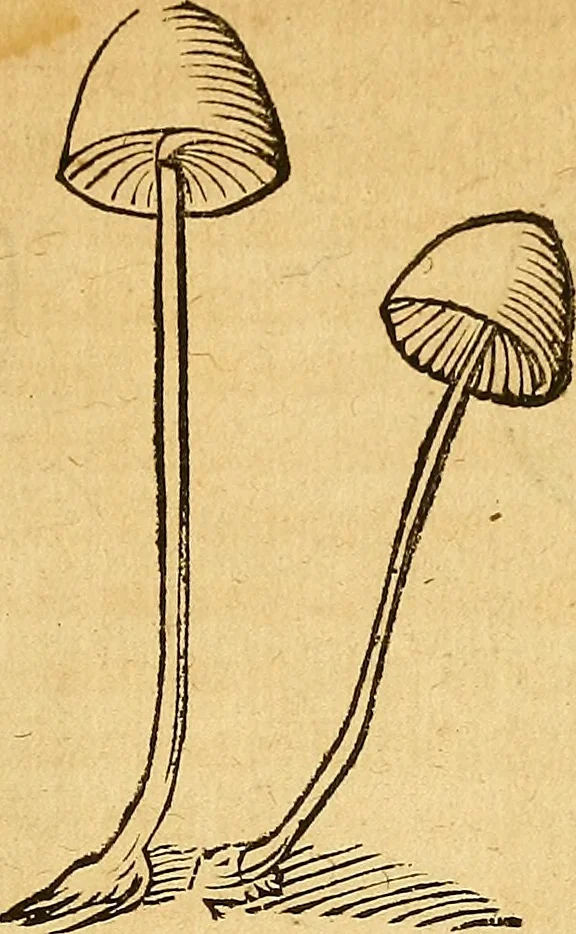 An illustration from Historia novi et admirabilis fontis balneique Bollensis in Ducatu Wirtembergico ad acidulas Goepingenses : mandato illustris. principis ac D.D. Frid. Ducis Vvirtemberg. et Teccensis. Comitis Montisbelig. &c. ac Equ. Ord. Reg. Gall. ad subditorum omniumqu[e] vicinorum & exterorum emolumentum ob vires insignes adornati,, 1598, leaf 572