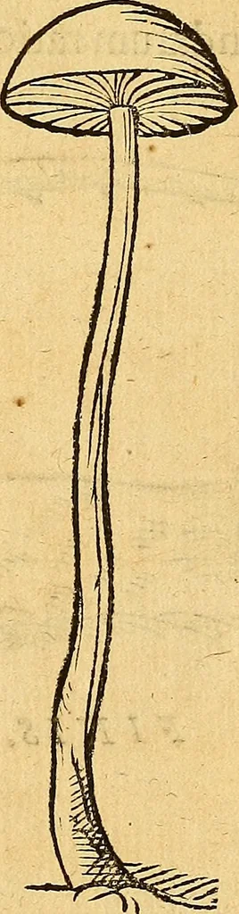 An illustration from Historia novi et admirabilis fontis balneique Bollensis in Ducatu Wirtembergico ad acidulas Goepingenses : mandato illustris. principis ac D.D. Frid. Ducis Vvirtemberg. et Teccensis. Comitis Montisbelig. &c. ac Equ. Ord. Reg. Gall. ad subditorum omniumqu[e] vicinorum & exterorum emolumentum ob vires insignes adornati,, 1598, leaf 572