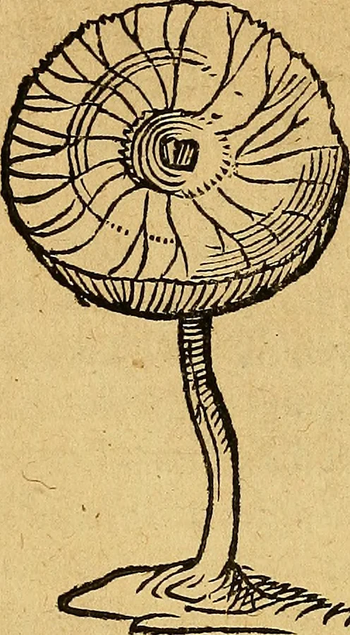 An illustration from Historia novi et admirabilis fontis balneique Bollensis in Ducatu Wirtembergico ad acidulas Goepingenses : mandato illustris. principis ac D.D. Frid. Ducis Vvirtemberg. et Teccensis. Comitis Montisbelig. &c. ac Equ. Ord. Reg. Gall. ad subditorum omniumqu[e] vicinorum & exterorum emolumentum ob vires insignes adornati,, 1598, leaf 573