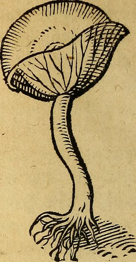 An illustration from Historia novi et admirabilis fontis balneique Bollensis in Ducatu Wirtembergico ad acidulas Goepingenses : mandato illustris. principis ac D.D. Frid. Ducis Vvirtemberg. et Teccensis. Comitis Montisbelig. &c. ac Equ. Ord. Reg. Gall. ad subditorum omniumqu[e] vicinorum & exterorum emolumentum ob vires insignes adornati,, 1598, leaf 573