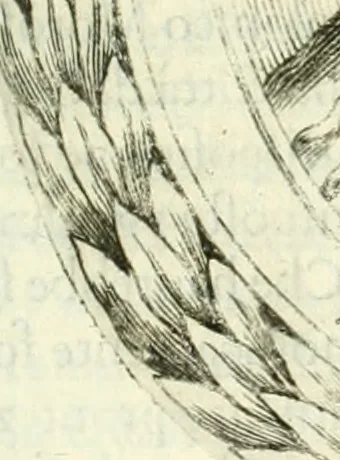 An illustration from Historia veneta, 1680, leaf 530