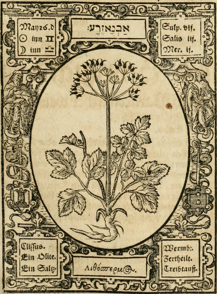 An illustration from Historia vnnd Beschreibung influentischer, elementischer vnd natürlicher Wirckungen, aller fremden vnnd heimischen Erdgewechssen ..., 1578, leaf 108