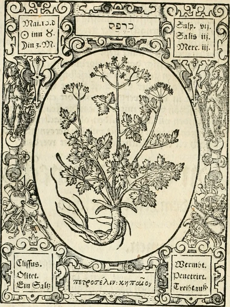 An illustration from Historia vnnd Beschreibung influentischer, elementischer vnd natürlicher Wirckungen, aller fremden vnnd heimischen Erdgewechssen ..., 1578, leaf 113