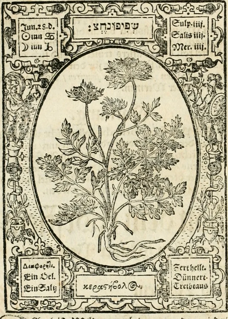 An illustration from Historia vnnd Beschreibung influentischer, elementischer vnd natürlicher Wirckungen, aller fremden vnnd heimischen Erdgewechssen ..., 1578, leaf 117