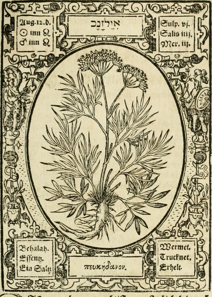 An illustration from Historia vnnd Beschreibung influentischer, elementischer vnd natürlicher Wirckungen, aller fremden vnnd heimischen Erdgewechssen ..., 1578, leaf 142