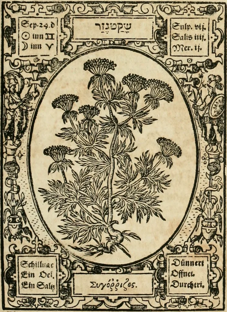 An illustration from Historia vnnd Beschreibung influentischer, elementischer vnd natürlicher Wirckungen, aller fremden vnnd heimischen Erdgewechssen ..., 1578, leaf 146