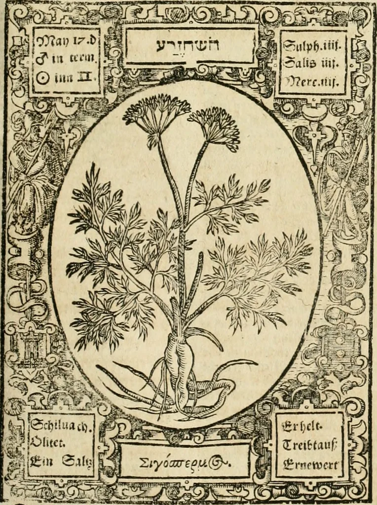 An illustration from Historia vnnd Beschreibung influentischer, elementischer vnd natürlicher Wirckungen, aller fremden vnnd heimischen Erdgewechssen ..., 1578, leaf 150
