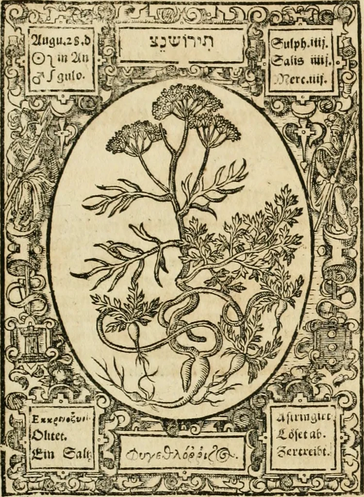 An illustration from Historia vnnd Beschreibung influentischer, elementischer vnd natürlicher Wirckungen, aller fremden vnnd heimischen Erdgewechssen ..., 1578, leaf 164