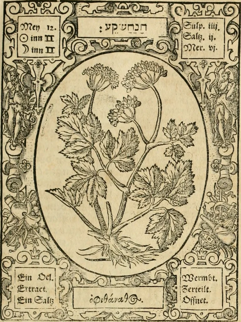 An illustration from Historia vnnd Beschreibung influentischer, elementischer vnd natürlicher Wirckungen, aller fremden vnnd heimischen Erdgewechssen ..., 1578, leaf 28