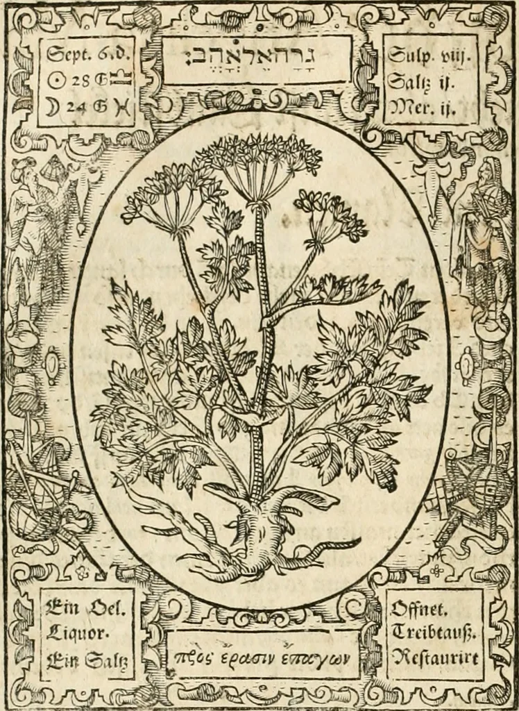 An illustration from Historia vnnd Beschreibung influentischer, elementischer vnd natürlicher Wirckungen, aller fremden vnnd heimischen Erdgewechssen ..., 1578, leaf 41