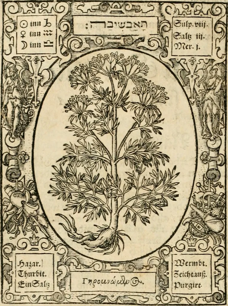 An illustration from Historia vnnd Beschreibung influentischer, elementischer vnd natürlicher Wirckungen, aller fremden vnnd heimischen Erdgewechssen ..., 1578, leaf 49
