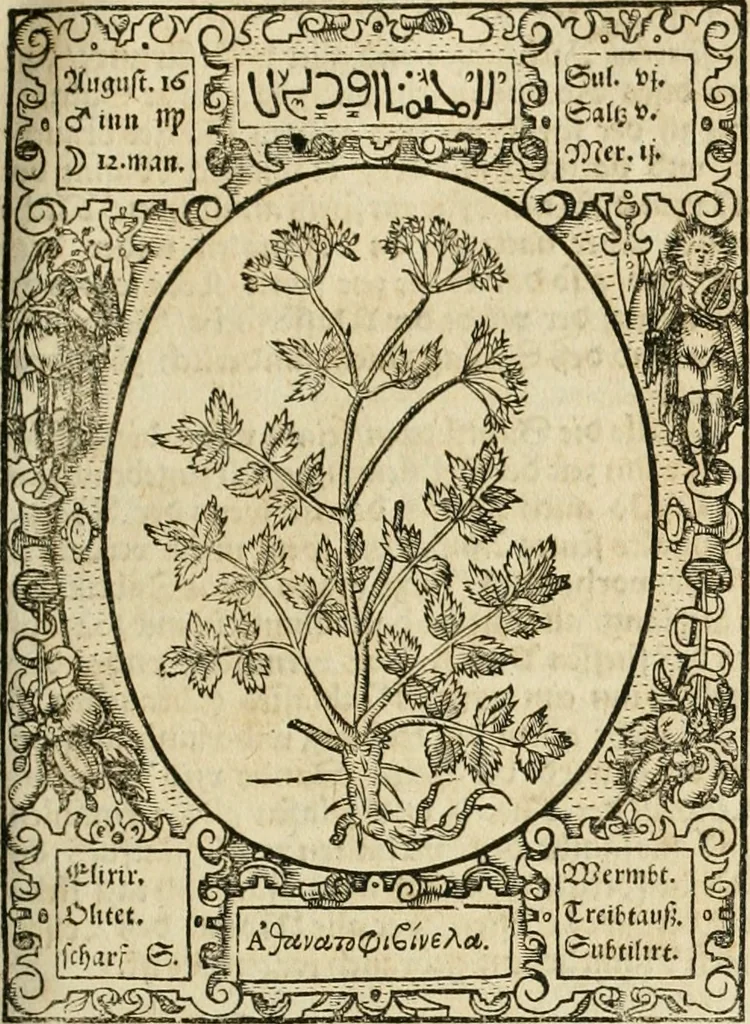 An illustration from Historia vnnd Beschreibung influentischer, elementischer vnd natürlicher Wirckungen, aller fremden vnnd heimischen Erdgewechssen ..., 1578, leaf 62