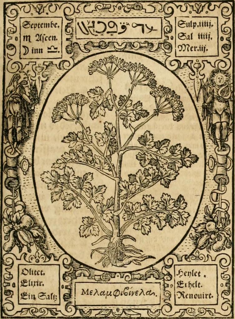 An illustration from Historia vnnd Beschreibung influentischer, elementischer vnd natürlicher Wirckungen, aller fremden vnnd heimischen Erdgewechssen ..., 1578, leaf 66