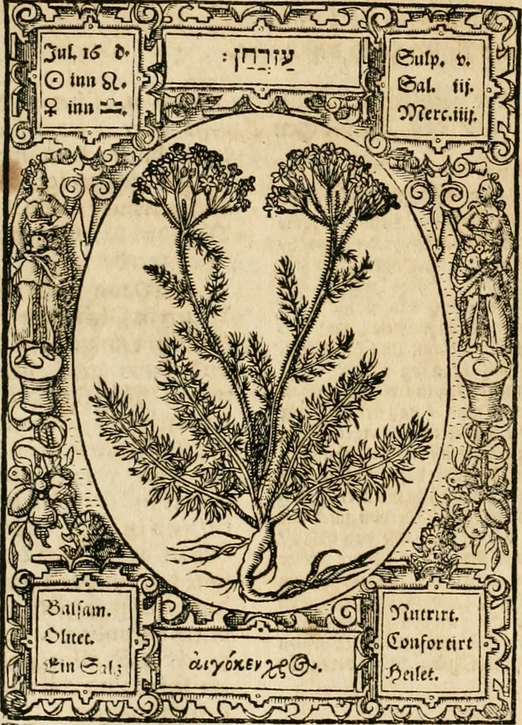 An illustration from Historia vnnd Beschreibung influentischer, elementischer vnd natürlicher Wirckungen, aller fremden vnnd heimischen Erdgewechssen ..., 1578, leaf 77