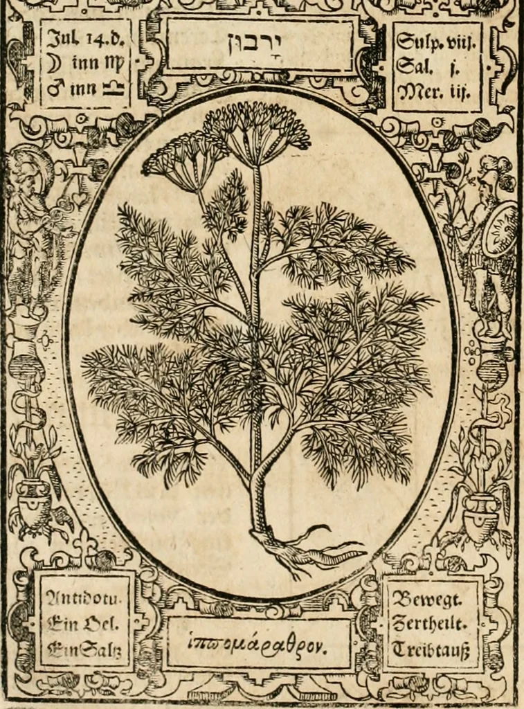 An illustration from Historia vnnd Beschreibung influentischer, elementischer vnd natürlicher Wirckungen, aller fremden vnnd heimischen Erdgewechssen ..., 1578, leaf 81